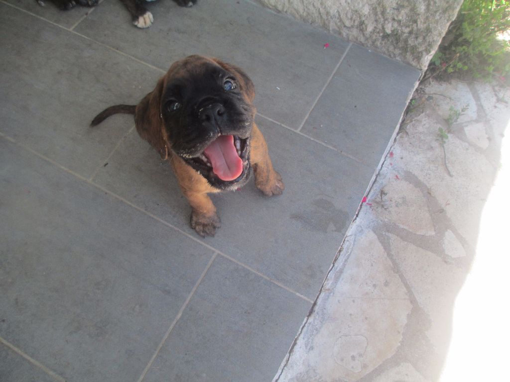 du clos des trois cedres - Chiots disponibles - Boxer