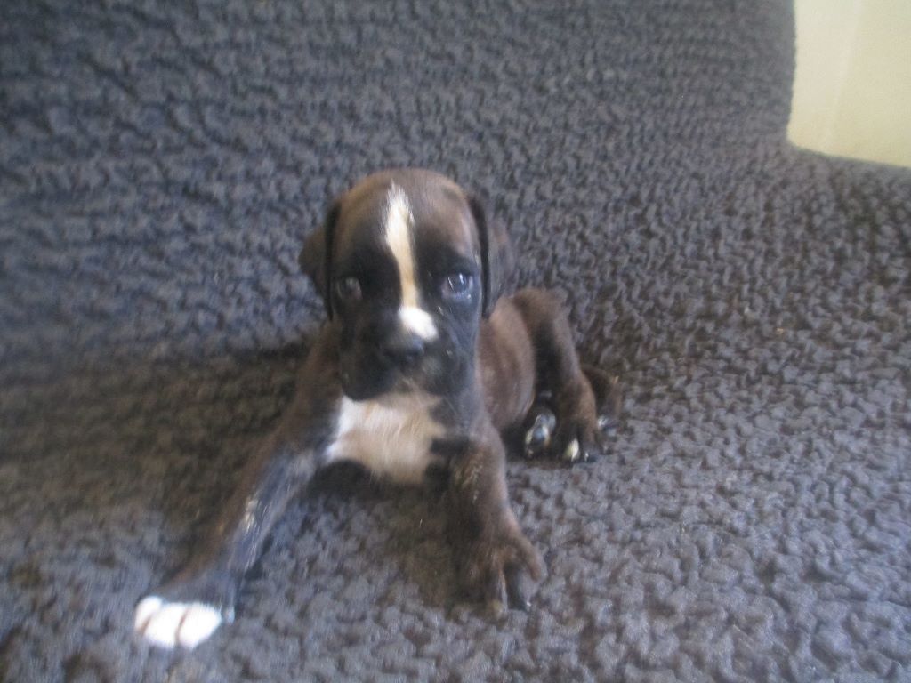 Chiot Boxer du clos des trois cedres