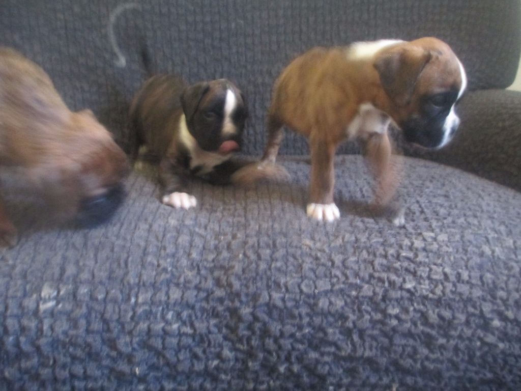 Chiot Boxer du clos des trois cedres